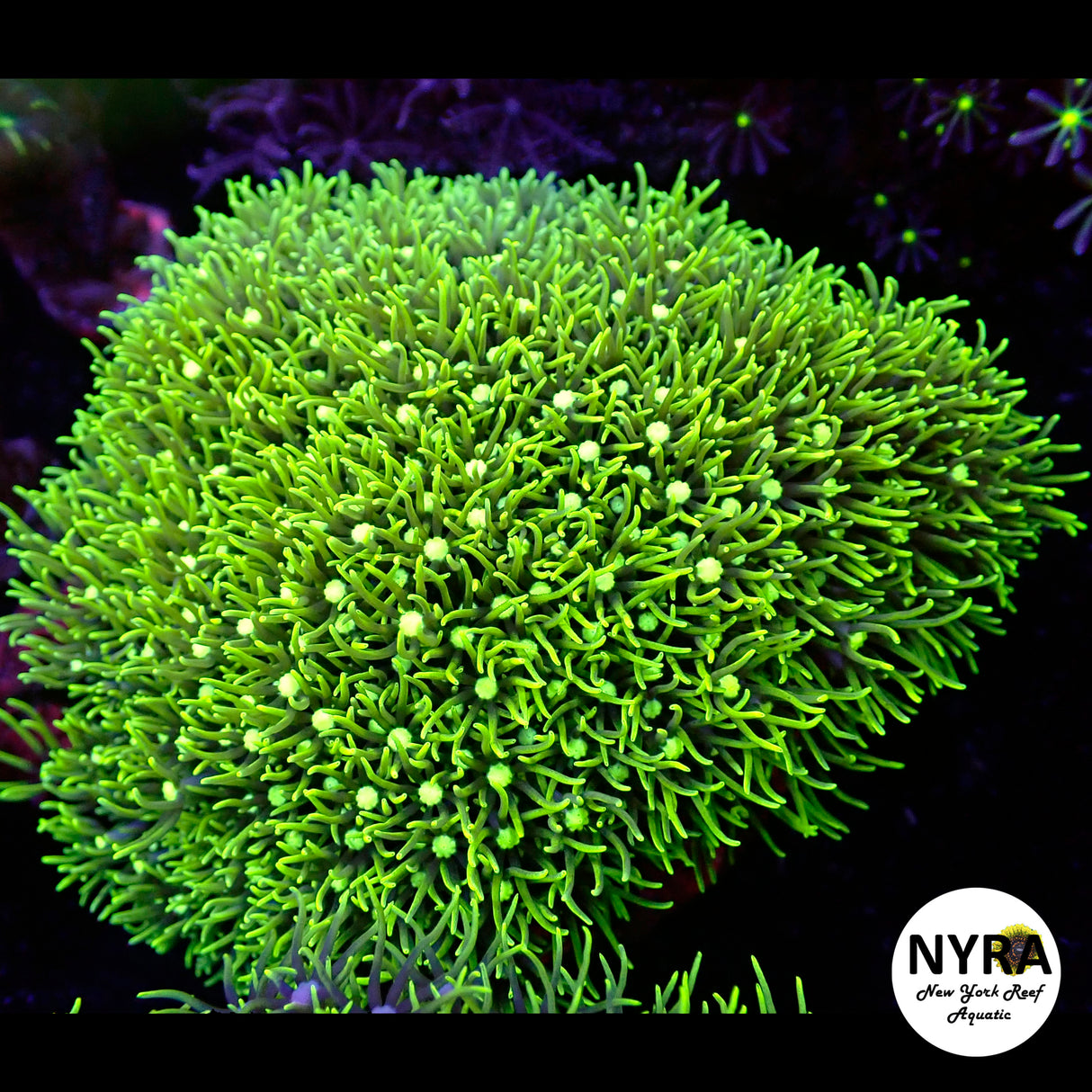 WYSIWYG Green Star Polyp Colony
