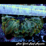 WYSIWYG Green Tan Cynaria