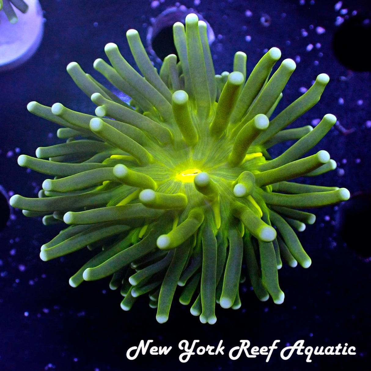 Green Tip Torch