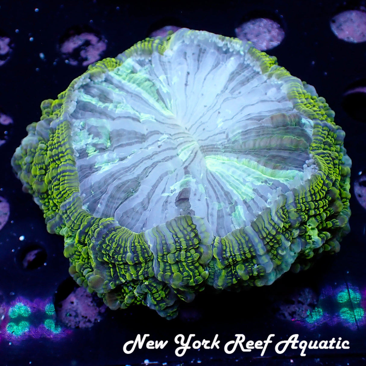 WYSIWYG Green Trim White Center Meat Coral