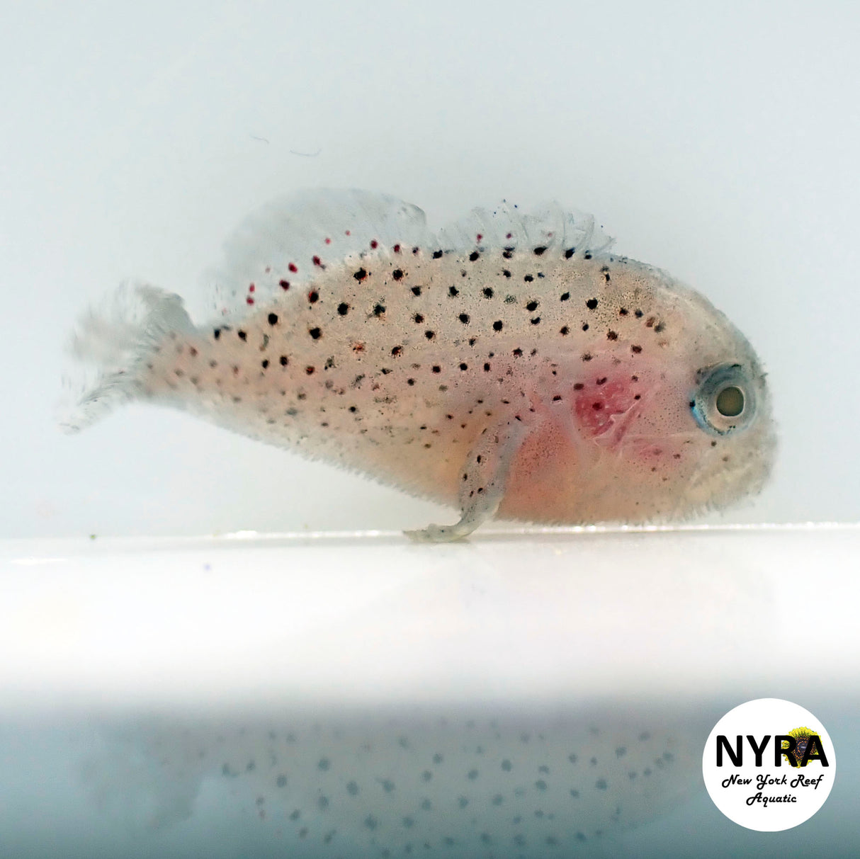 Gumdrop Coral Croucher Goby