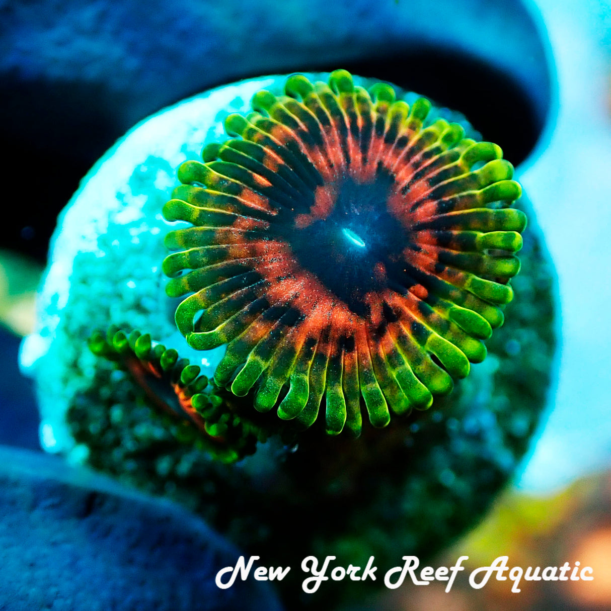 Hallucination Zoanthid