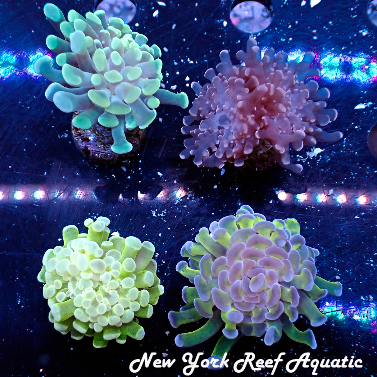 Hammer and Frogspawn Pack Set 1