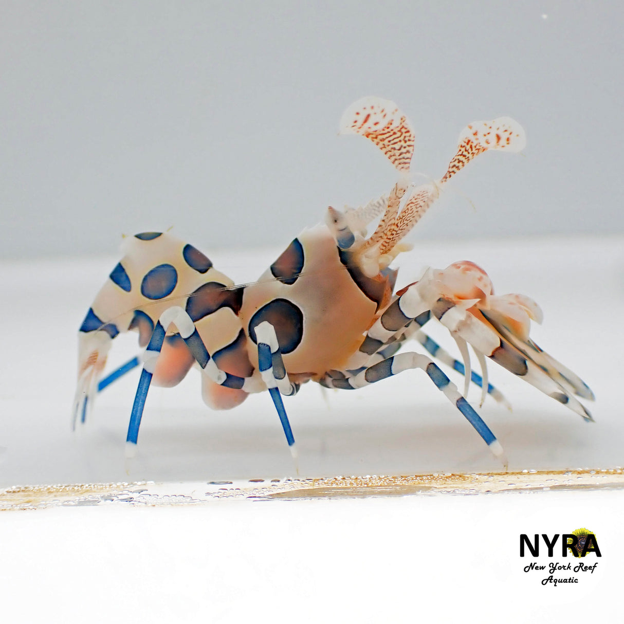 Harlequin Shrimp