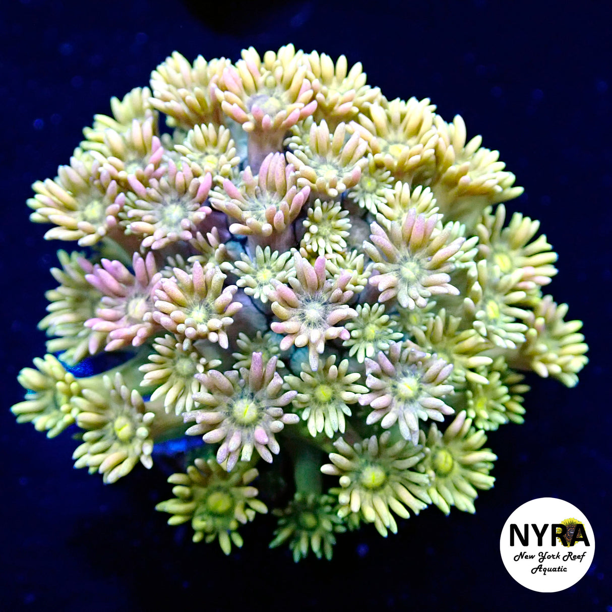 WYSIWYG NYRA Holy Pearl Goniopora