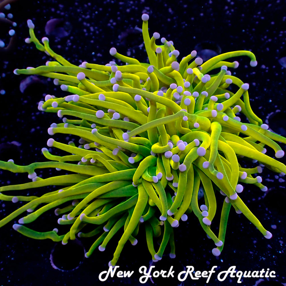 Rapunzel Holy Grail Torch