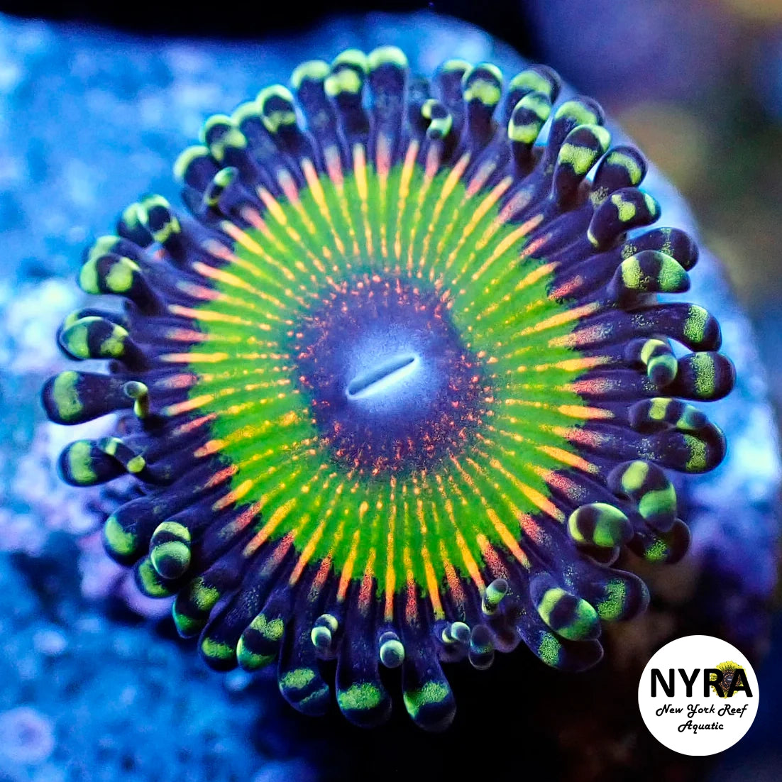 Hyper Jubilee Zoanthid
