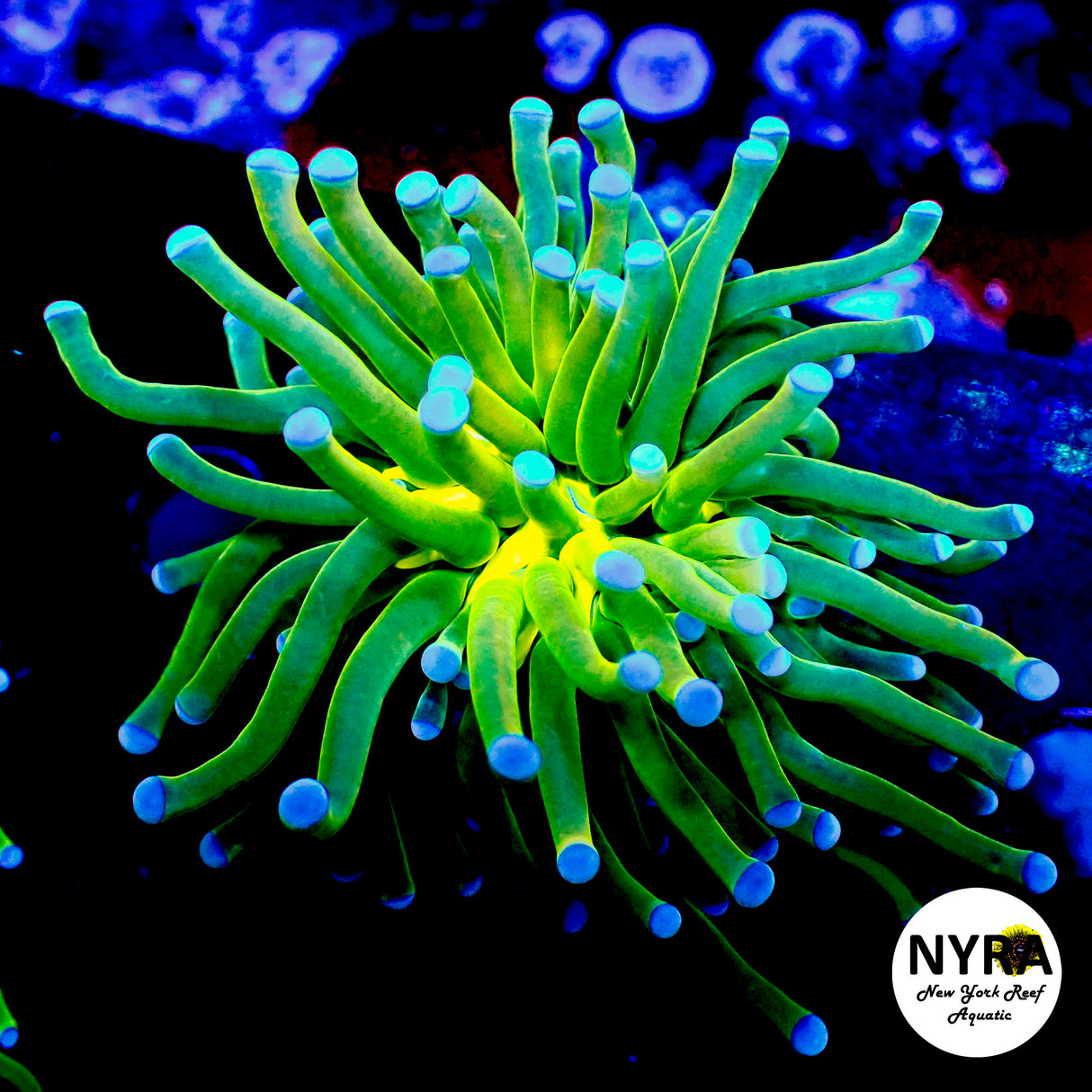 NYRA Blue Tip HG Torch 1 Head