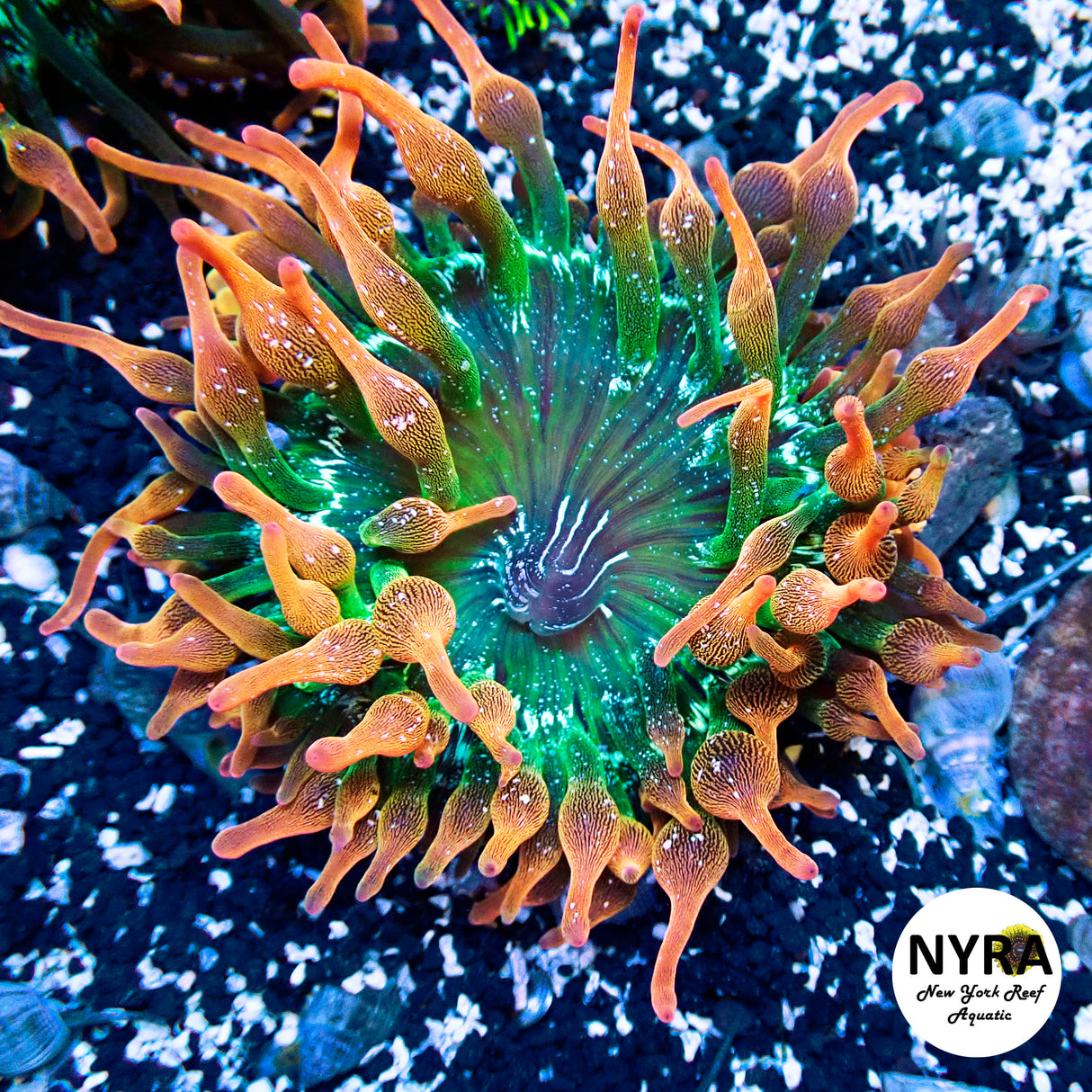 Ultra Snowflake Rainbow Bubble Tip Anemone (L Size)