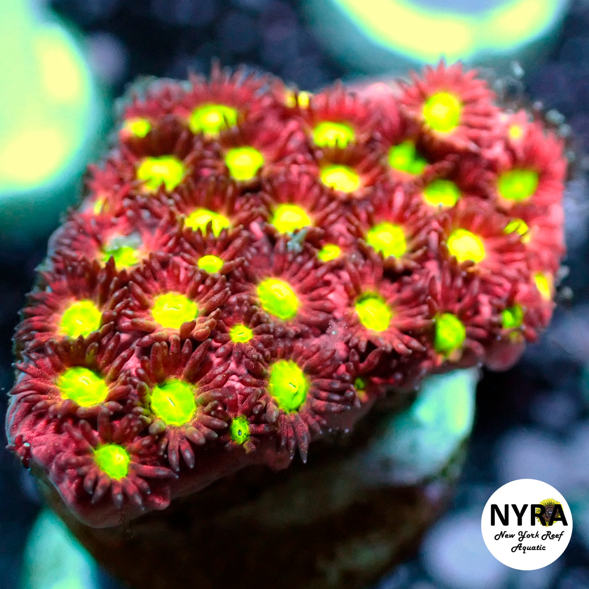 JF Bling Bling Cyphastrea