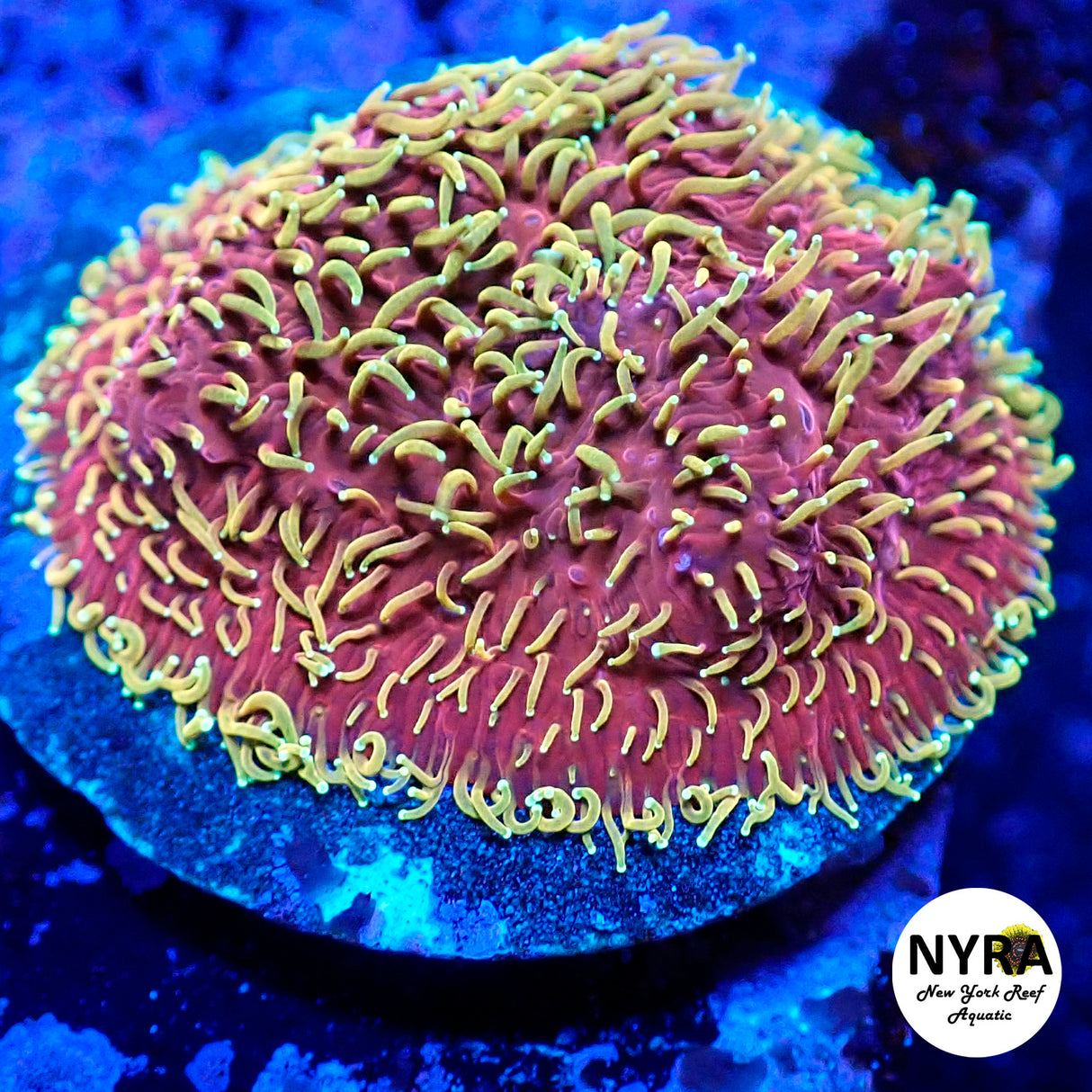 Jason Fox Freak Hair