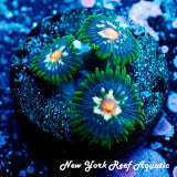 JF Stargazer Zoanthid