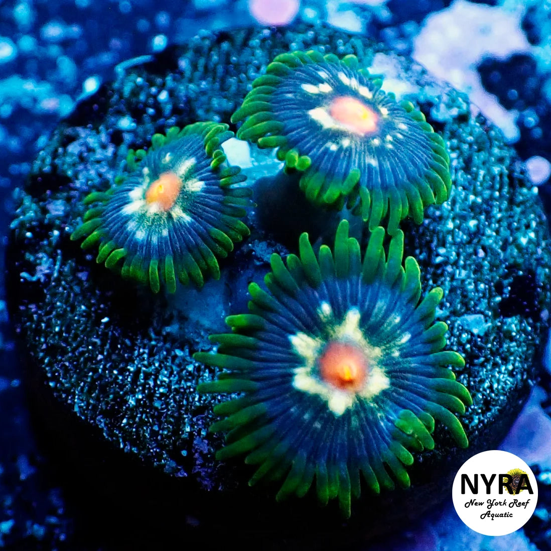 JF Stargazer Zoanthid
