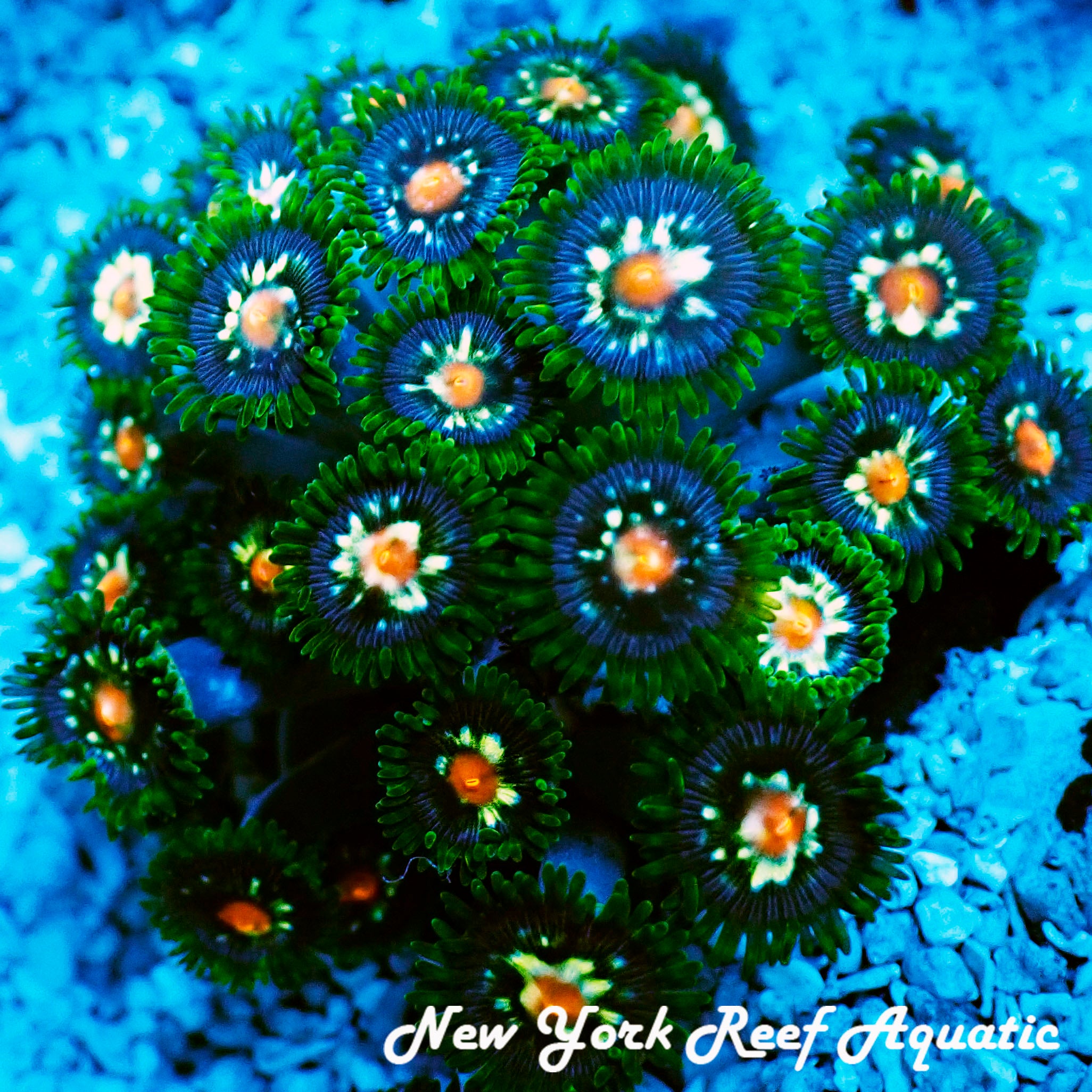 JF Stargazer Zoanthid – New York Reef Aquatic
