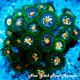 JF Stargazer Zoanthid