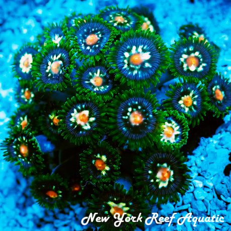 JF Stargazer Zoanthid