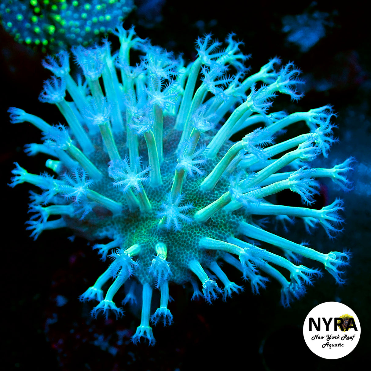 Japanese Weeping Toadstool