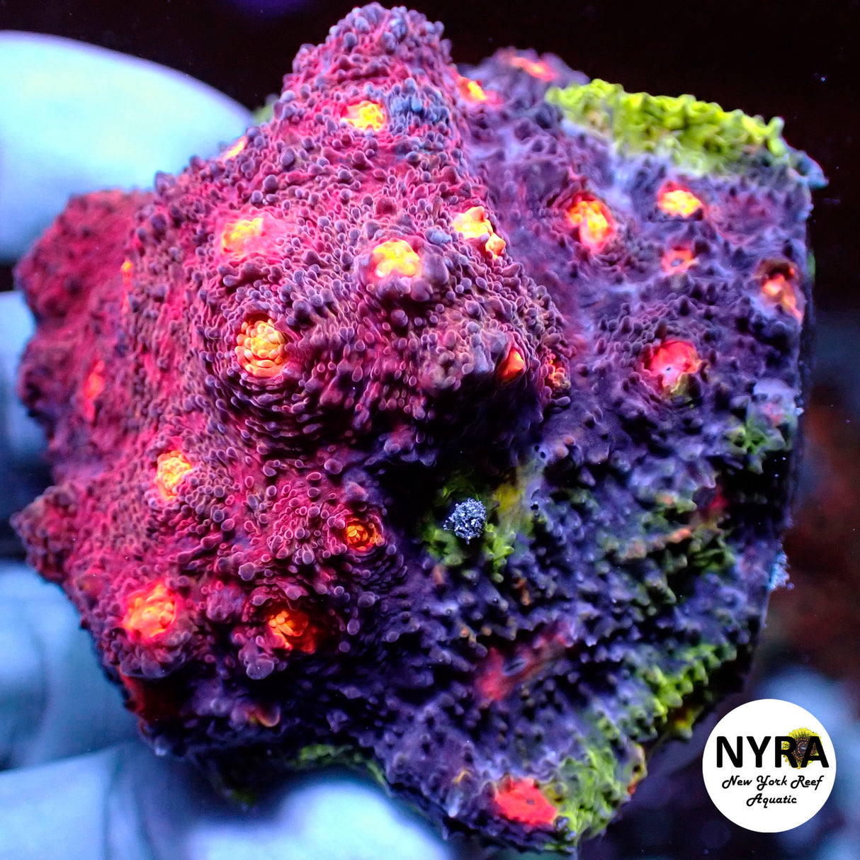 Jason Fox Crazy Fox Chalice