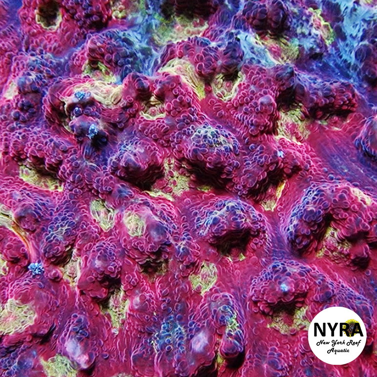 Jason Fox Sundrop Chalice