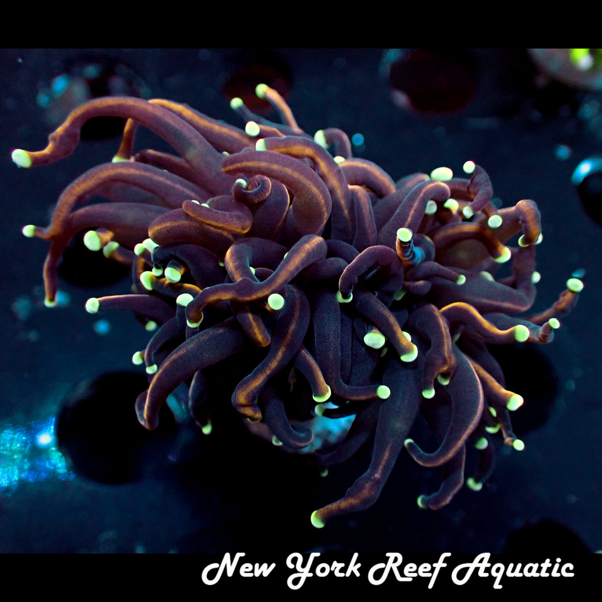 Cultured Jester Torch Coral - 1 Head