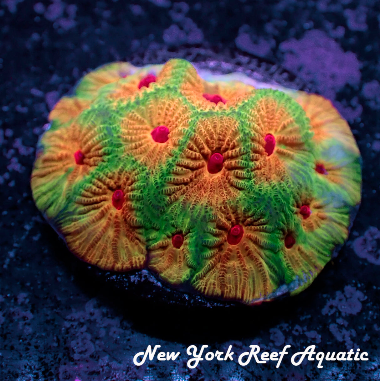 July 4th Fascination Favia C1