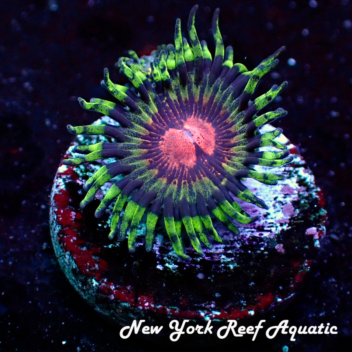 Atomic BloodShot Zoanthid