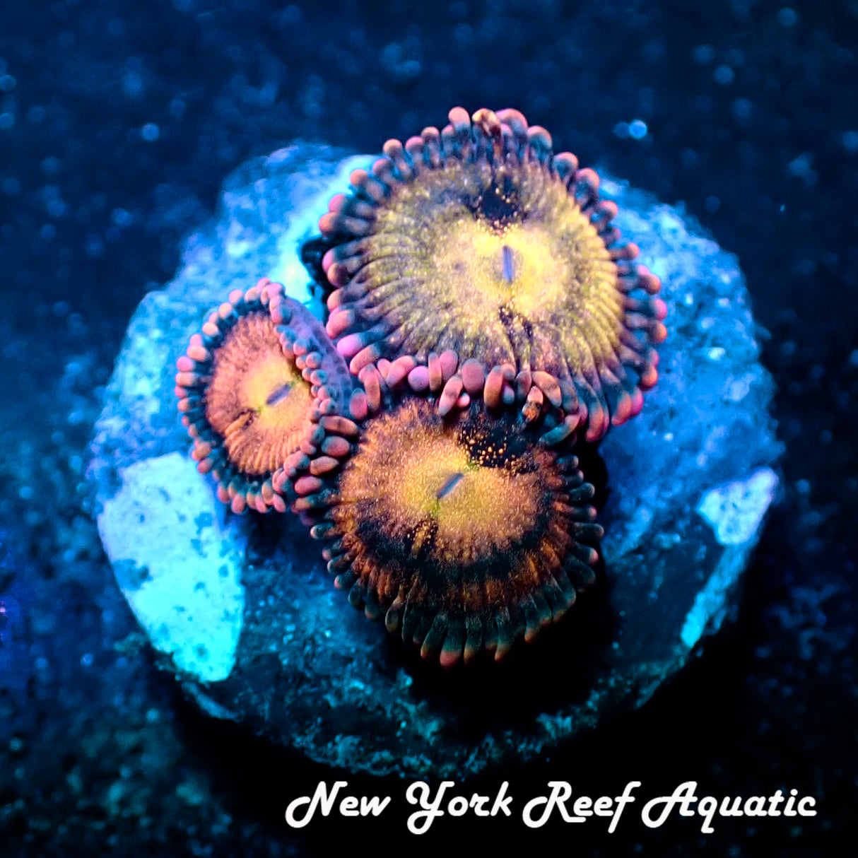 June WYSIWYG Coral Drop I Alien Antivenom Zoanthid(_5280819_R2Y2)