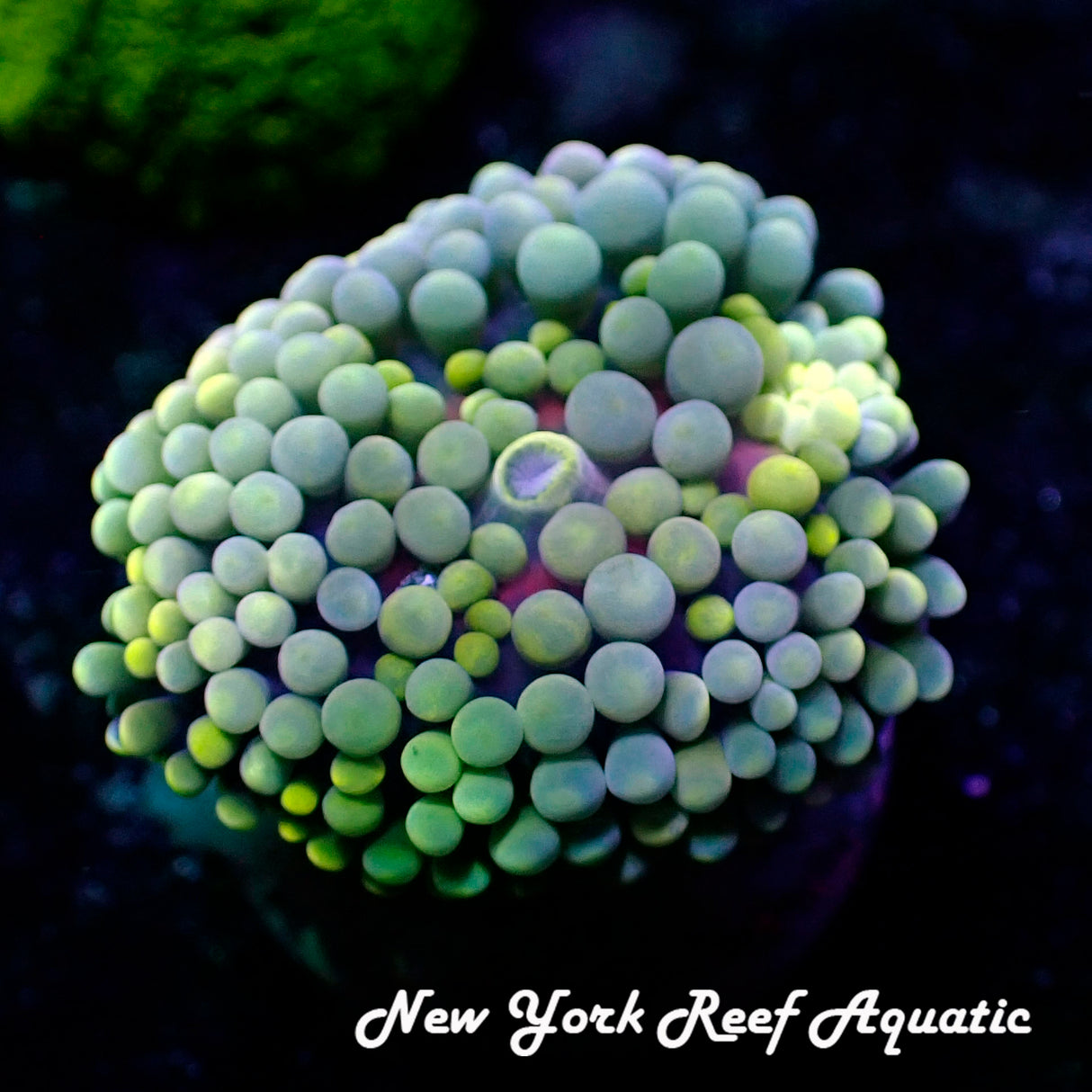 June WYSIWYG Coral Drop I Blue Green Ricordea Yuma Mushroom(_5280822_R2Y2)