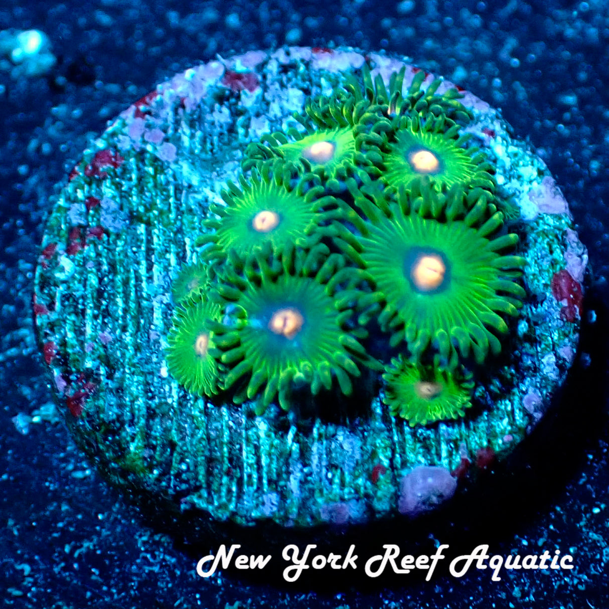 June WYSIWYG Coral Drop I Green Tweety Zoanthid(_5280836_R2Y2)