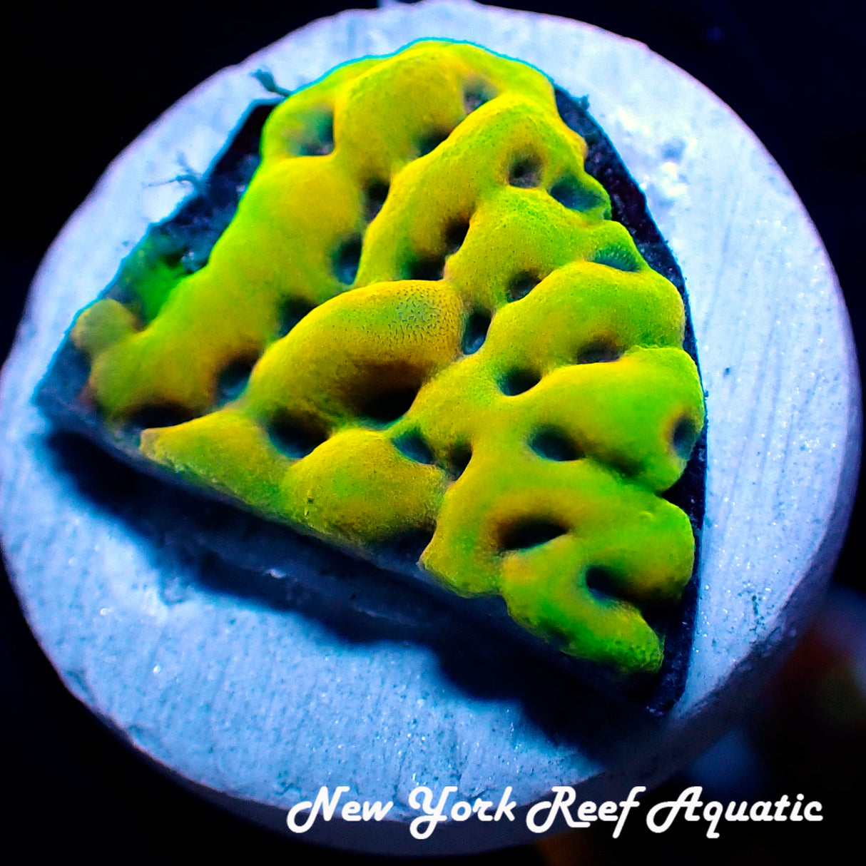 WYSIWYG Kung Pao Montipora #4