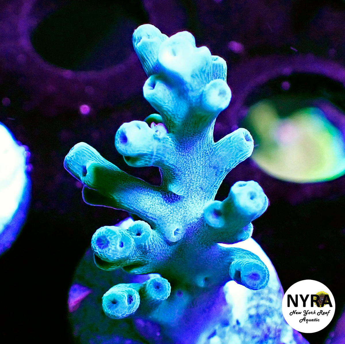 (L22) NYRA Tidal Wave Acropora