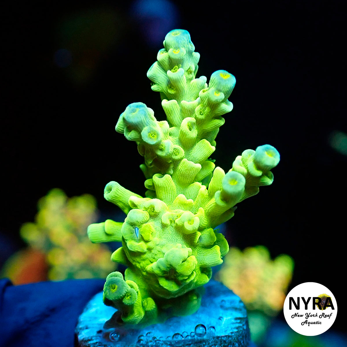 (L03) NYRA Palm Springs Acropora
