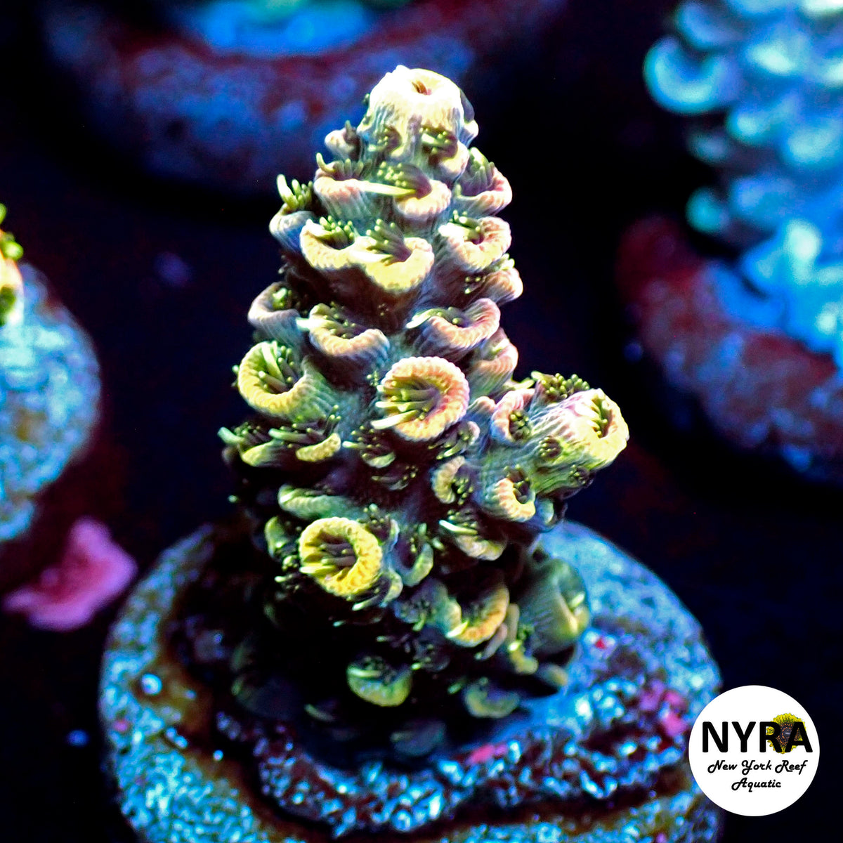 (L07) NYRA Leprechaun Acropora