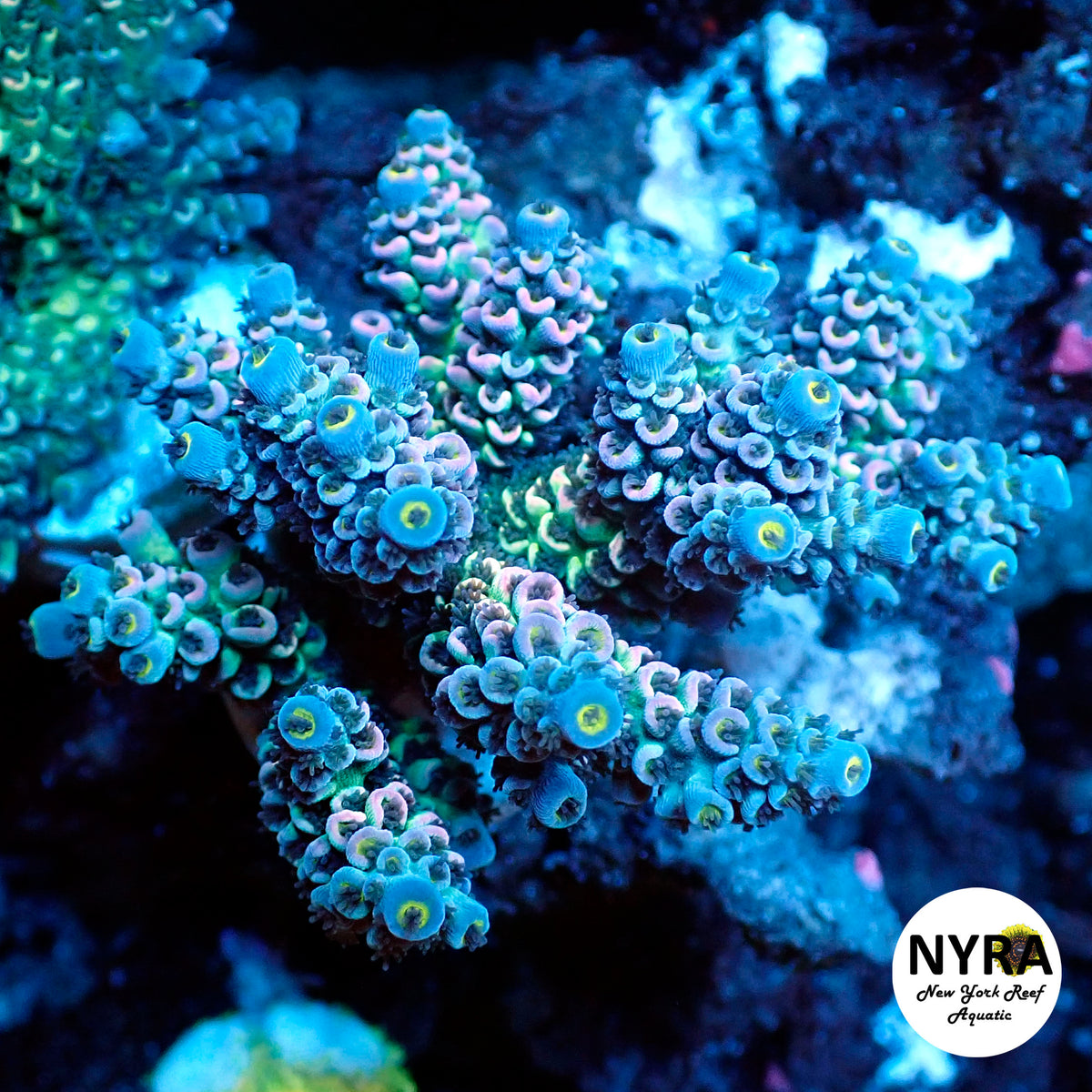 (L09) NYRA Bubblicious Acropora