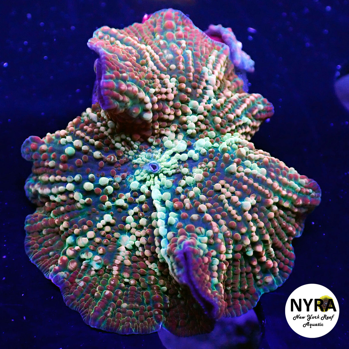 NYRA Cyber Celestial  Mushroom