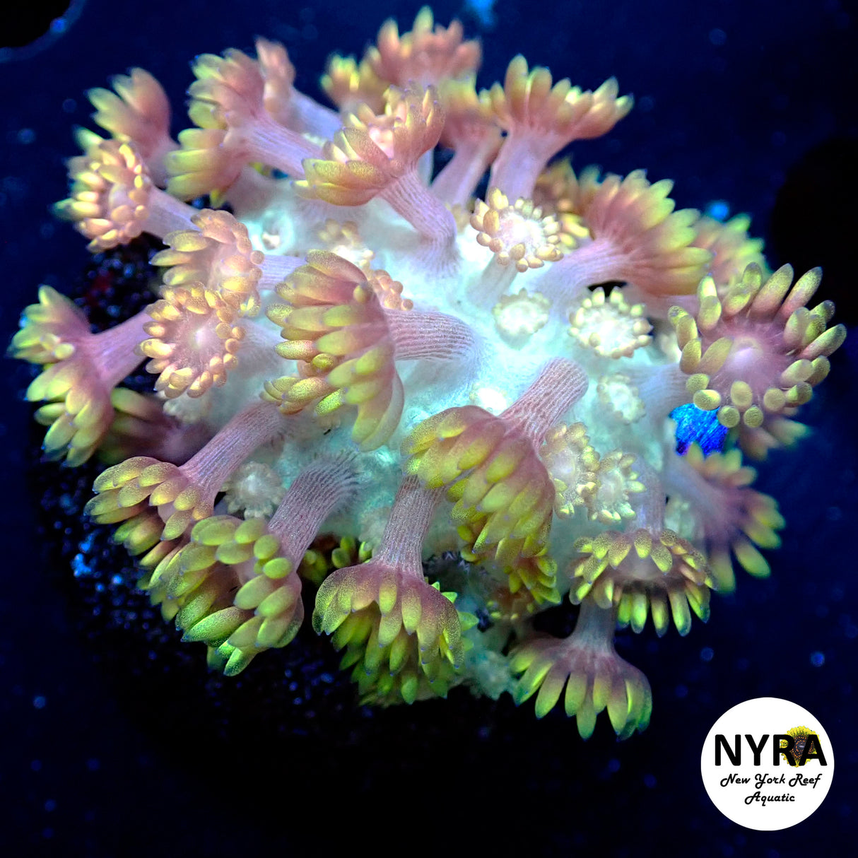 NYRA Lemon Drop Yellow Goni