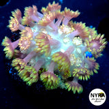 NYRA Lemon Drop Yellow Goni