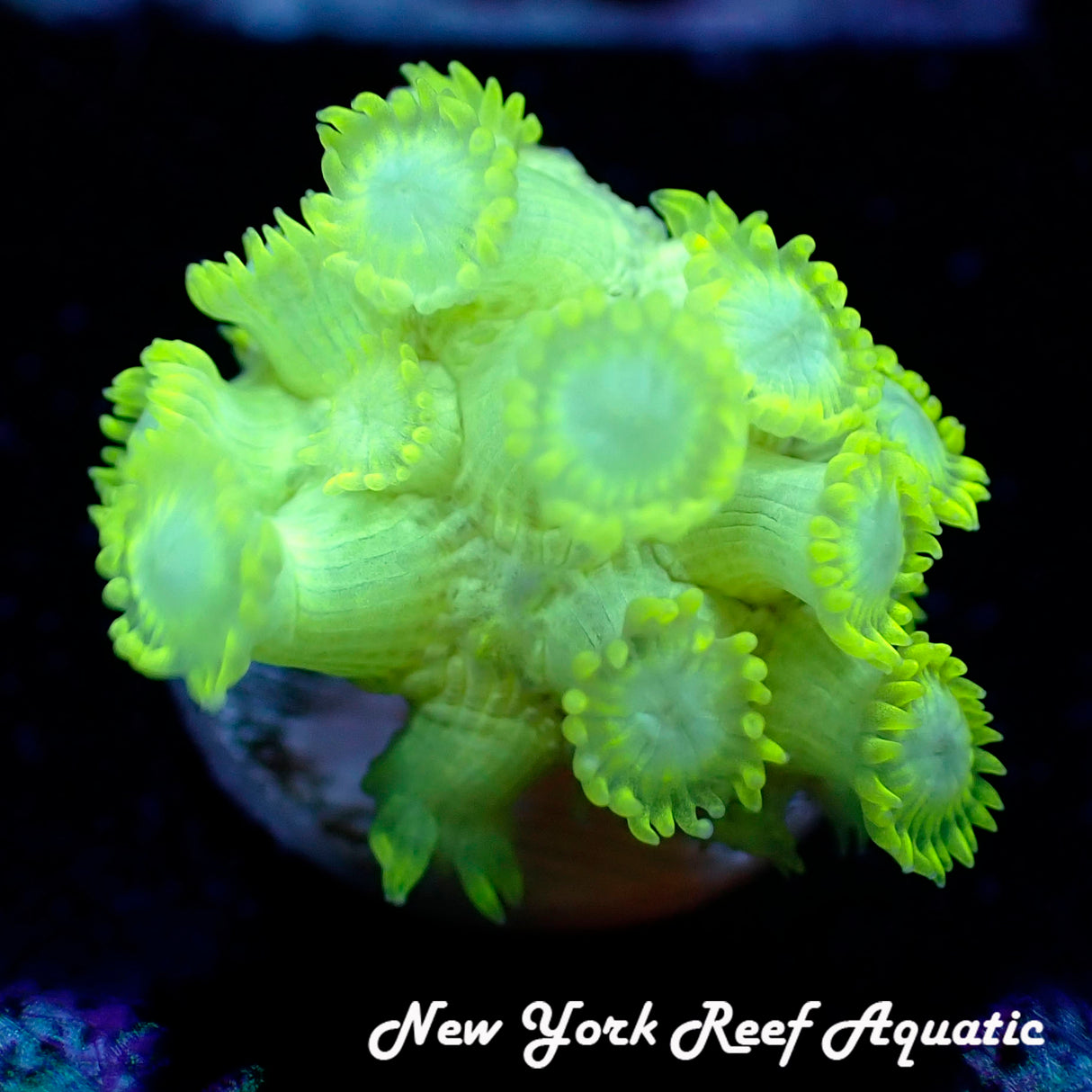 WSIWYG Lime Green Goni 3