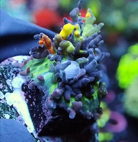 Magic Carpet Mushroom ~1in