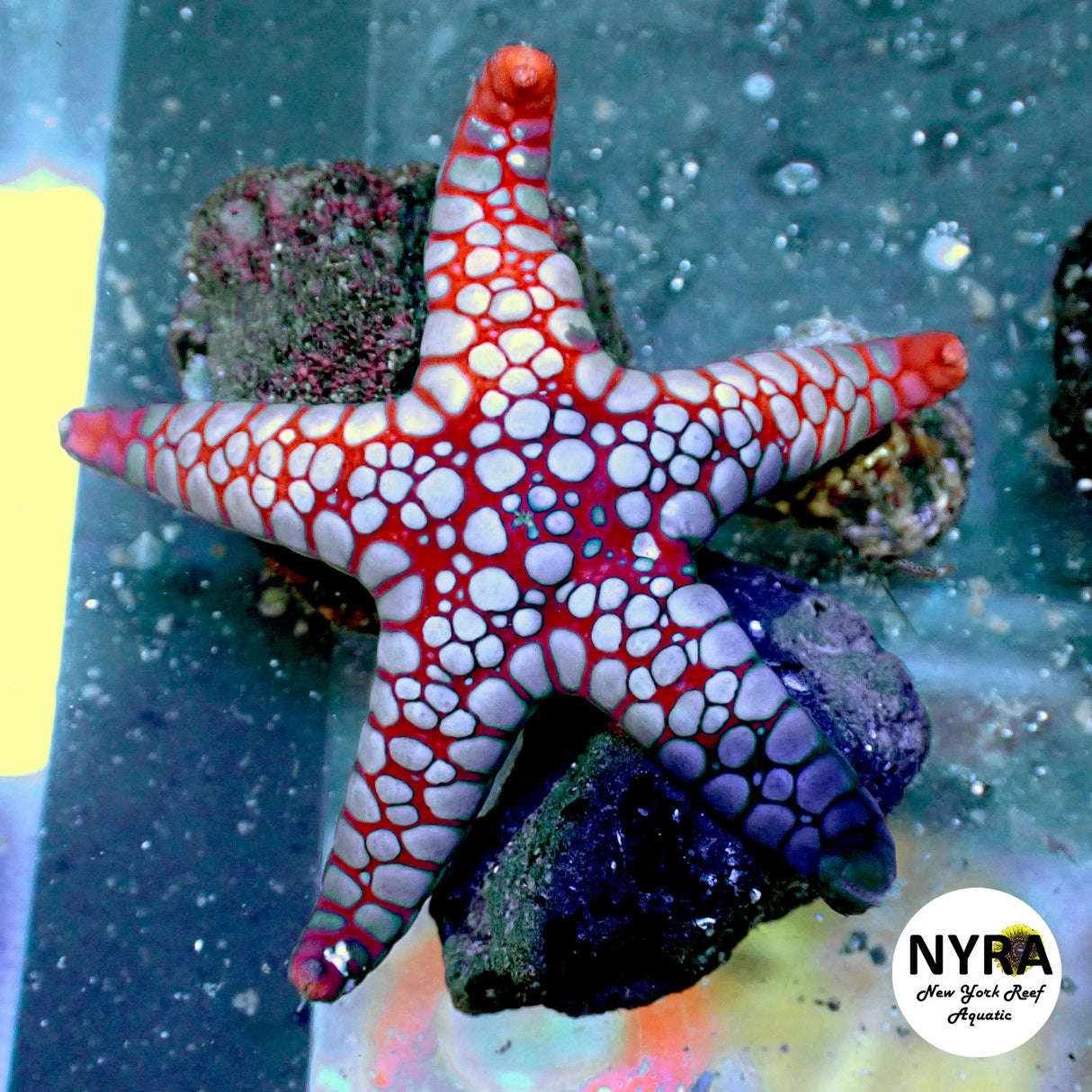 Marble Starfish 2in
