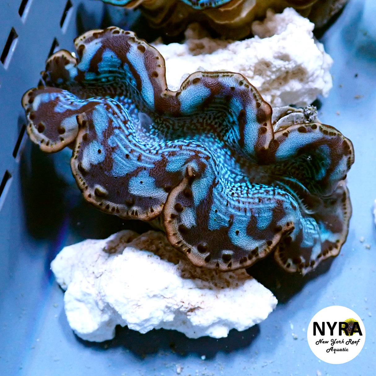 Maxima Clam A1 (Grade A) ~3in