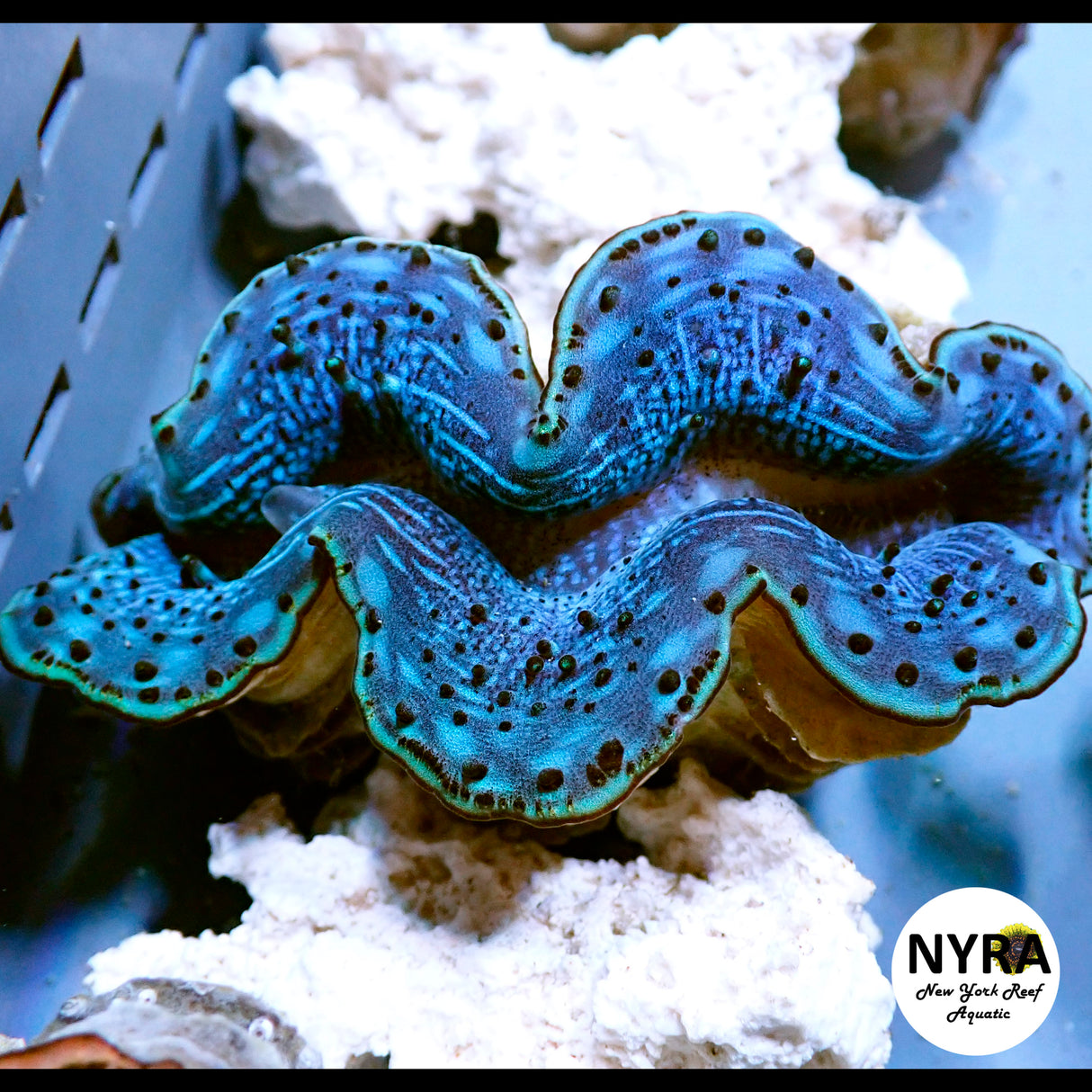 Maxima Clam A2 (Grade A) ~3in