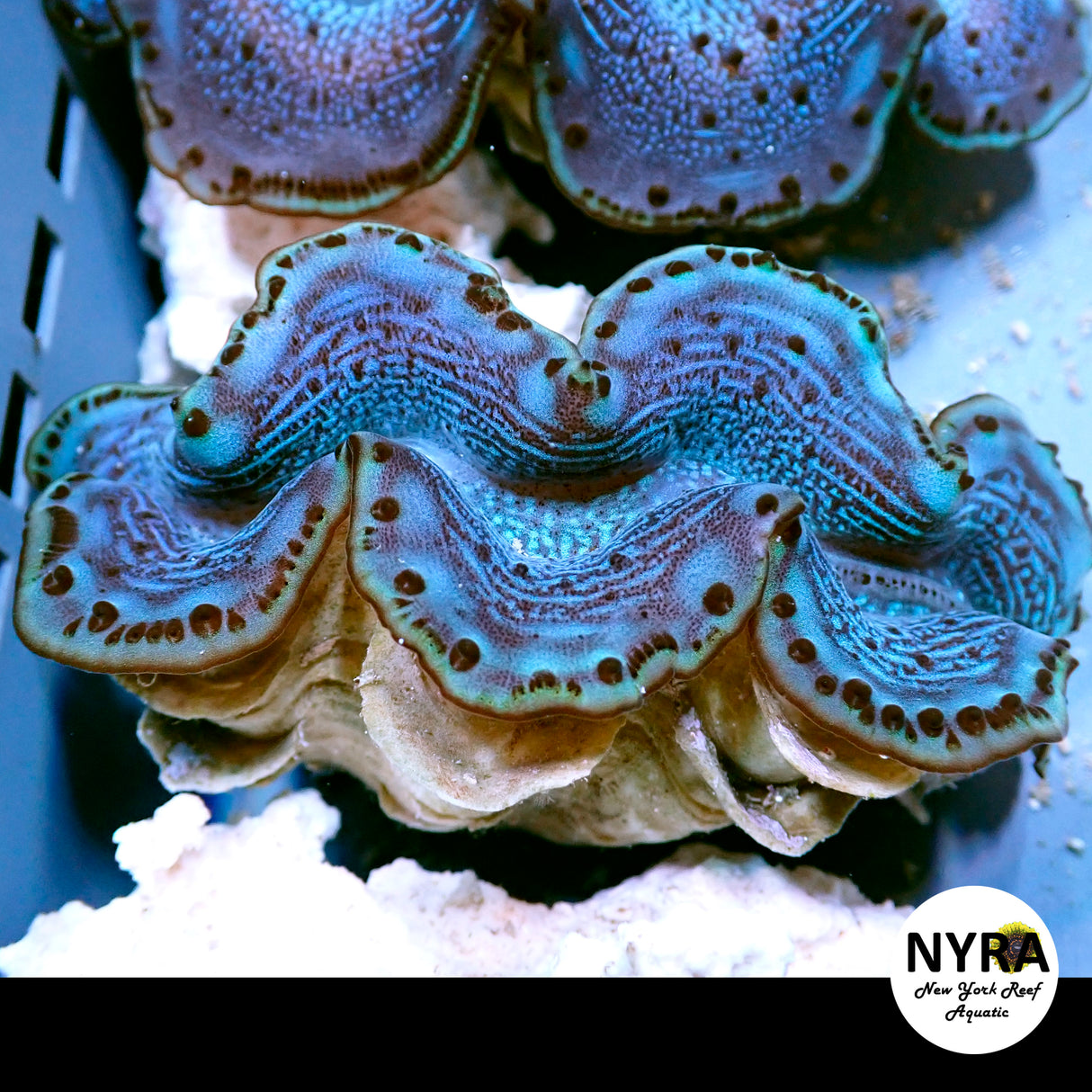 Maxima Clam A3 (Grade A) ~3in