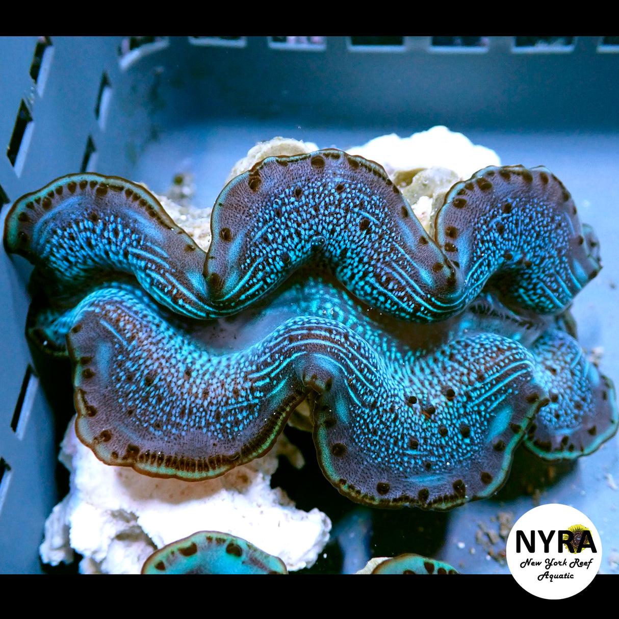 Maxima Clam A4 (Grade A) ~3in
