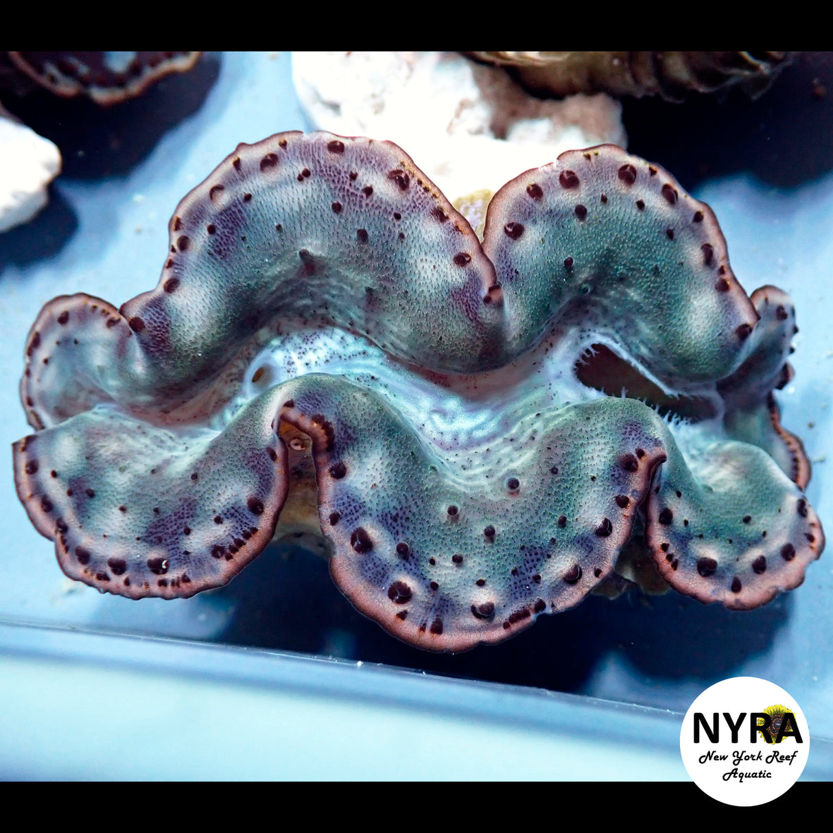Maxima Clam B1 (Grade B) ~3in
