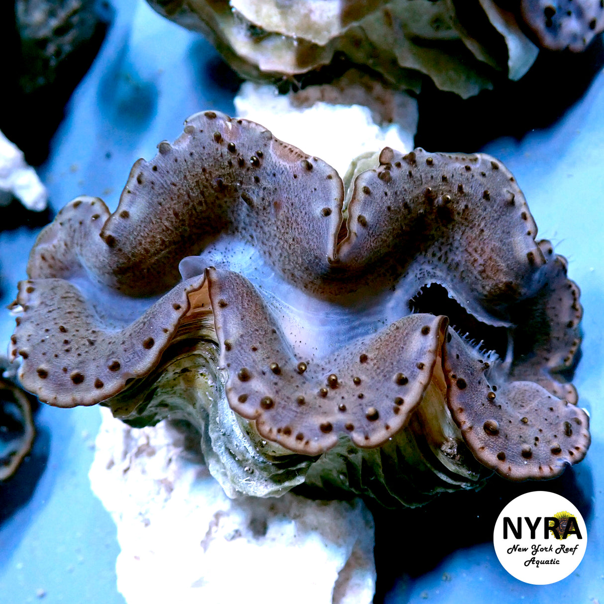 Maxima Clam B2 (Grade B) ~3in