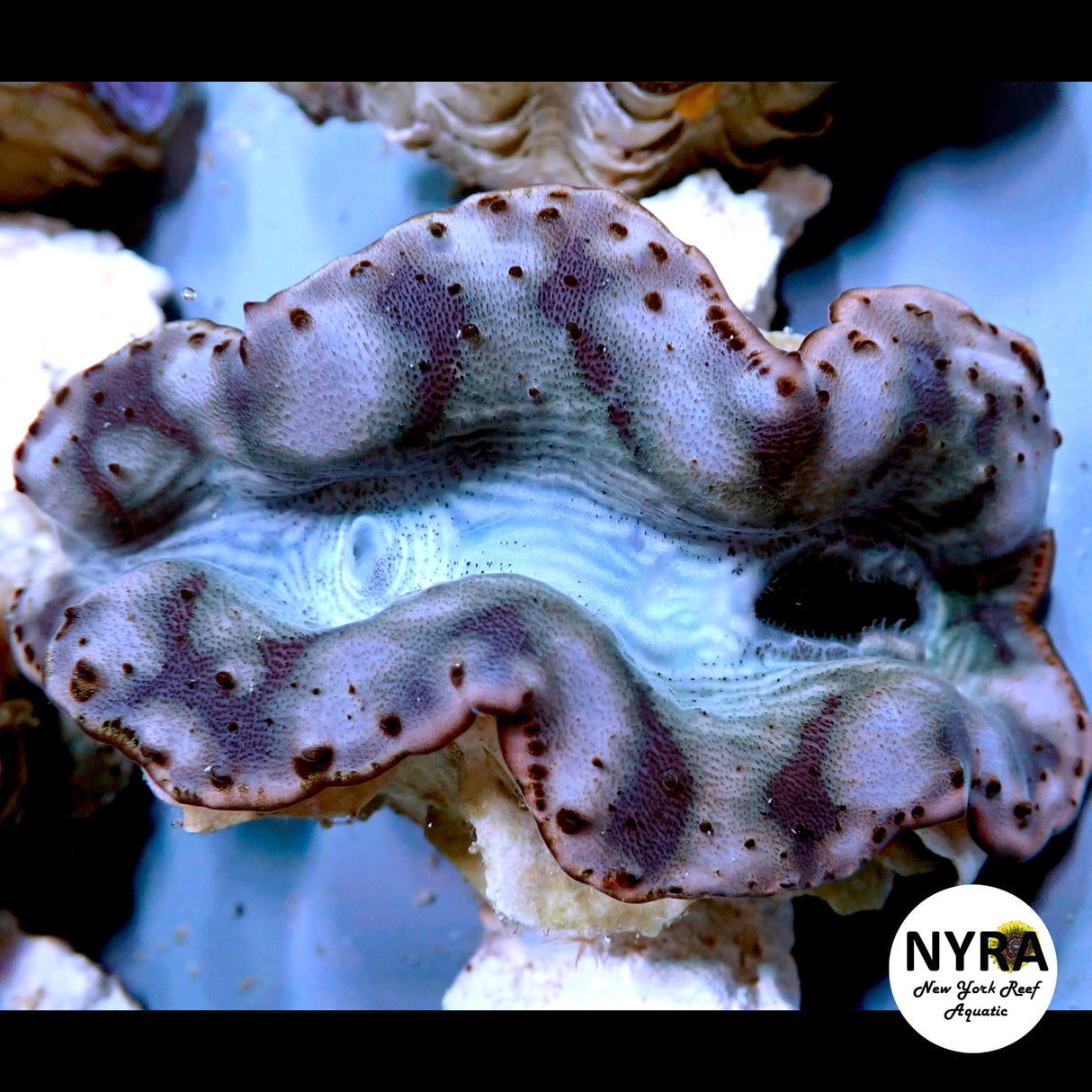 Maxima Clam B3 (Grade B) ~3in
