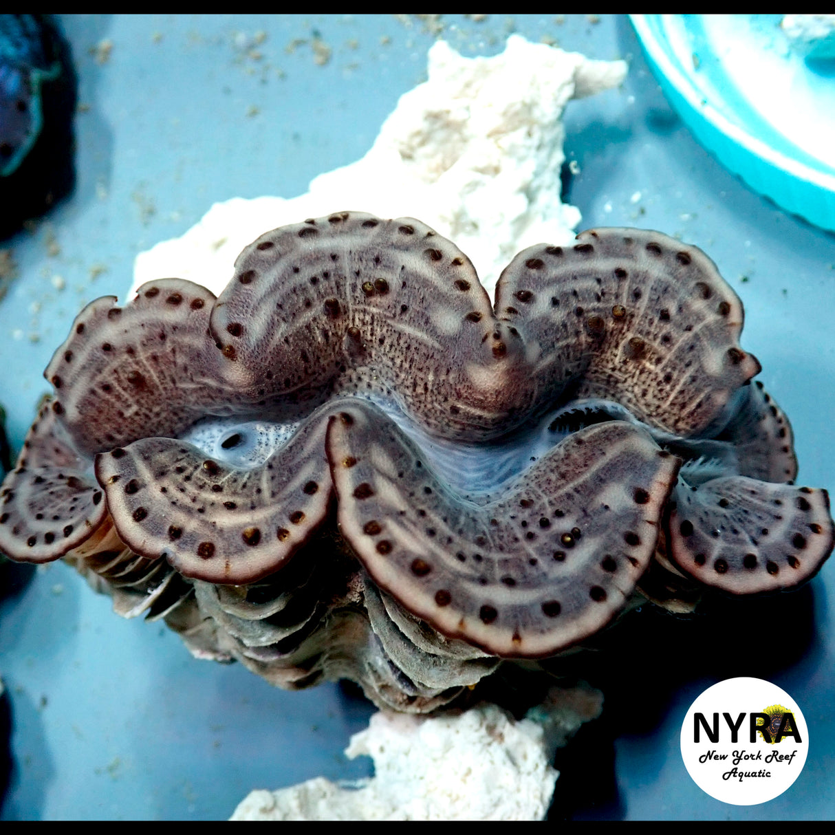 Maxima Clam B4 (Grade B) ~3in