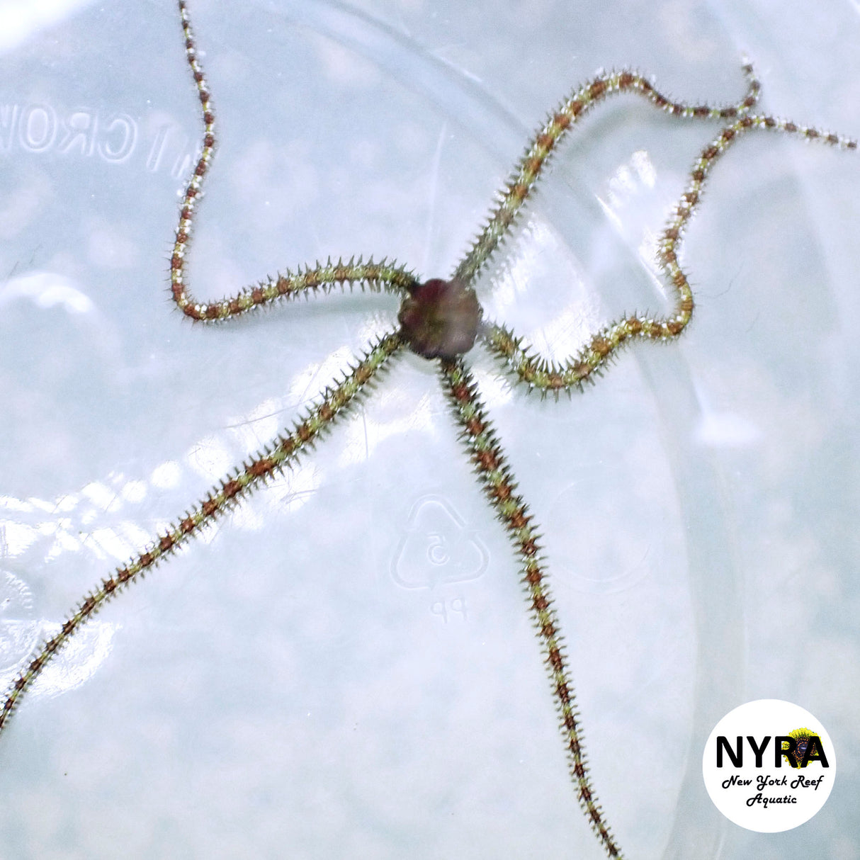 Micro Brittle Star 5 Pack