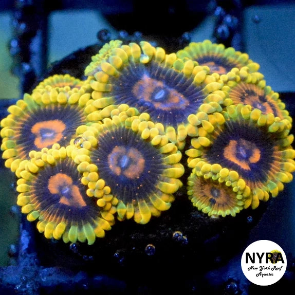 Mind Trick Zoanthids - 1 Polyp Frag
